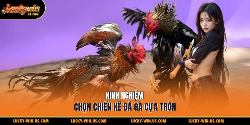 Kinh nghiệm chọn chiến kê đá gà cựa tròn