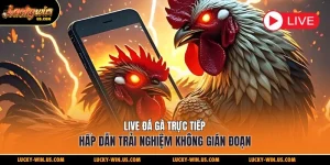 Live đá gà trực tiếp